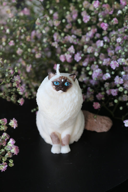 Candle Ragdoll Giz | Kaars Kat